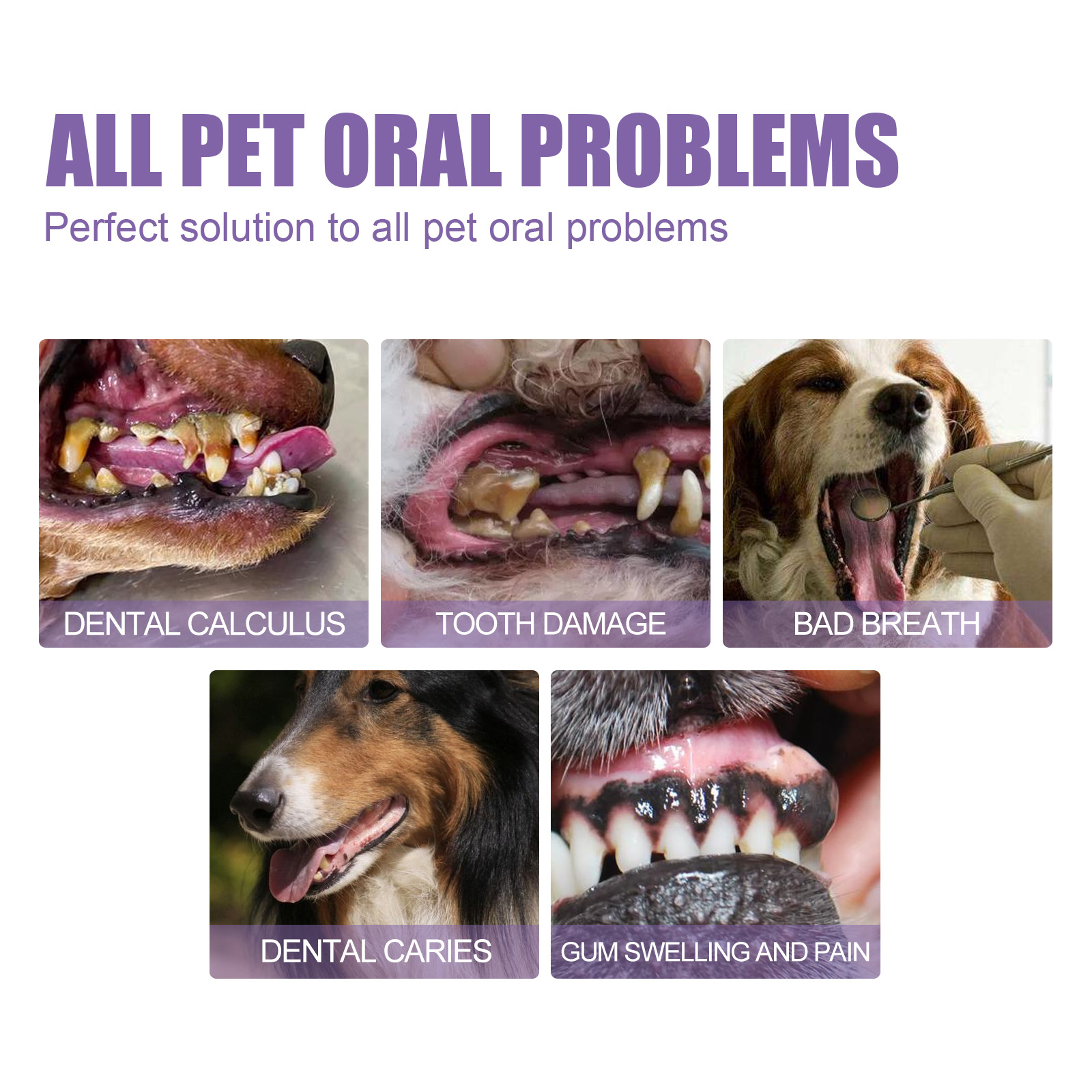 Pet Oral Repair Gel Puppy Tart – Teeth Whitening With Hydrogen Peroxide recenzja i cena